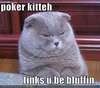 funny-pictures-poker-cat-thinks-you-are-bluffing.jpg