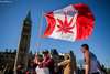 Canada Pot Leaf Flag.jpg