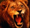 LION_KG avatar