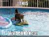 funny-pictures-cat-surfing-pool.jpg