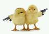 chicks with guns.jpg