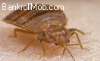 bed bug.jpg