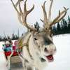 reindeer.jpg