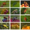 frogs.jpg