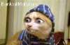 cat.jpg