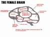 femalebrain.jpg