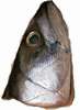 fish-head-2.jpg