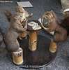 squirrels-playing-poker.jpg