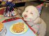 dirthdaydog.jpg