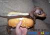 sandwich-caine-mic-paine-525x365.jpg