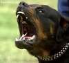 Cat gift.jpg