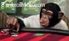 poker chimp.jpg