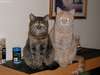 catssunrise 001.JPG