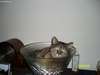 meesha 003.JPG