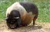 pig vietnamese pot-bellied pot belly huge big pet.jpg