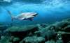 shark-wallpaper-1440x900-1008180.jpg