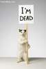Dead Cat.jpg