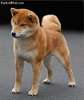 shiba-inu-4.jpg