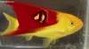 superfish1.jpg
