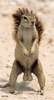 squirrel.jpg