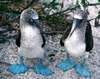 bluefootedboobies.jpg