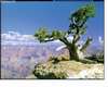 Grand Canyon Stood There.bmp