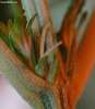 vrouwelijke_cannabis_plant.jpg