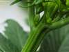 mannelijke-marijuana-plant.jpg