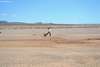 tumbleweed.jpg